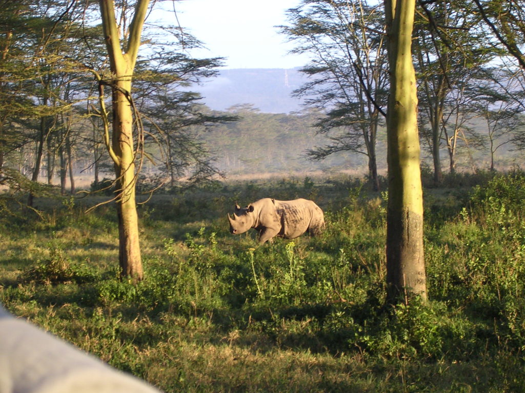 Lake Nakuru - morgentur med næsehorn