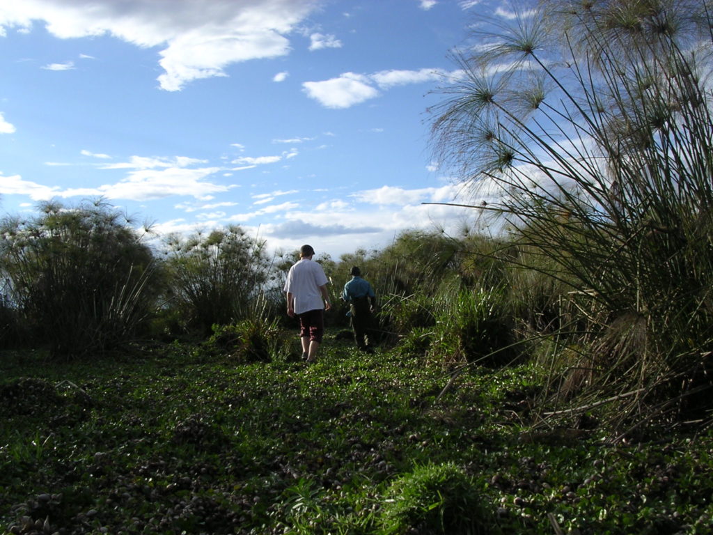 Lake Naivasha - det er steder som her flodhestene overnatter