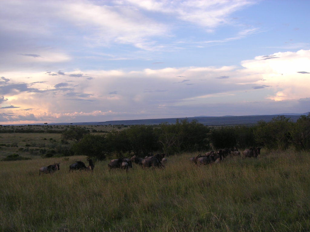 Masai Mara - en lille flok gnuer