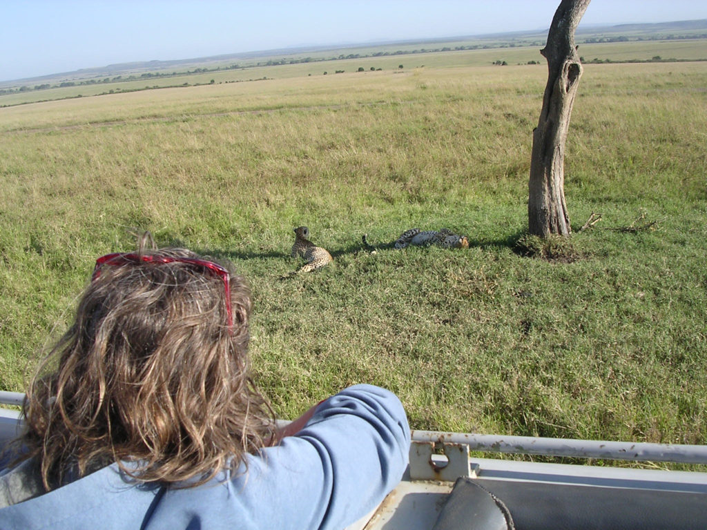 Masai Mara - et gepard par hygger sig under et enligt træ