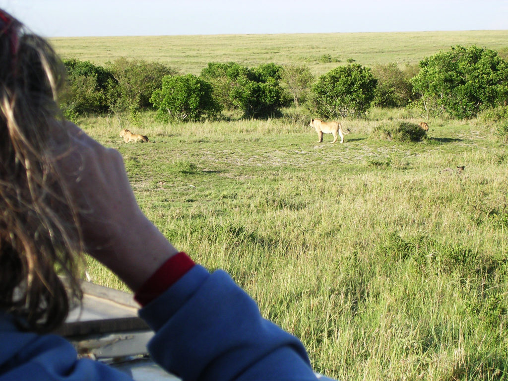 Masai Mara - en løve familie