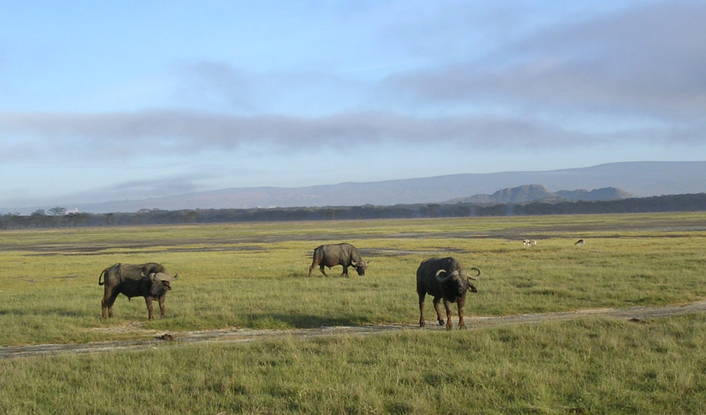 Lake Nakuru - vandbøfler græsser fredeligt i morgensolen
