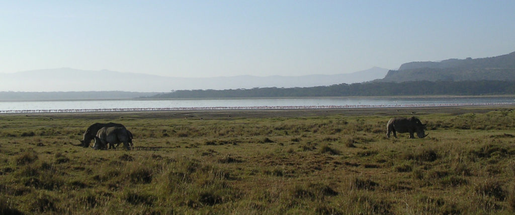 Lake Nakuru - næsehornsfamilie