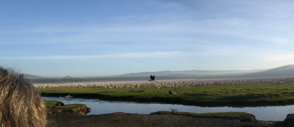 Lake Nakuru - Et inferno af pelikaner