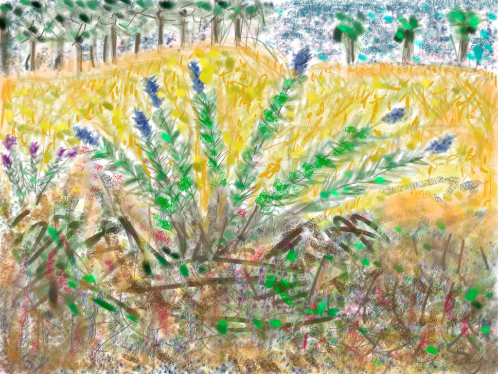 Sommerfugleblomster i august, august 2017